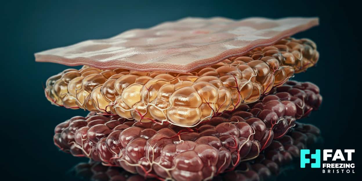 A 3D medical render of a skin cross-section distinguishing the pinchable subcutaneous fat layer from deeper visceral tissue, showing which fat fat freezing can treat
